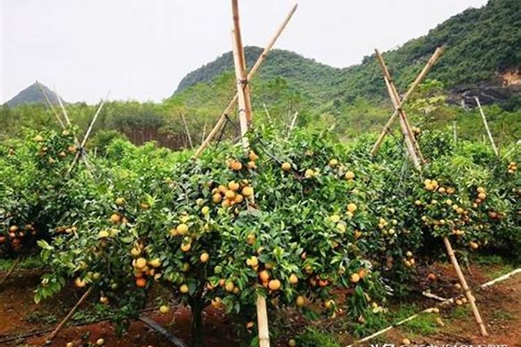 肥害要多少天恢复？