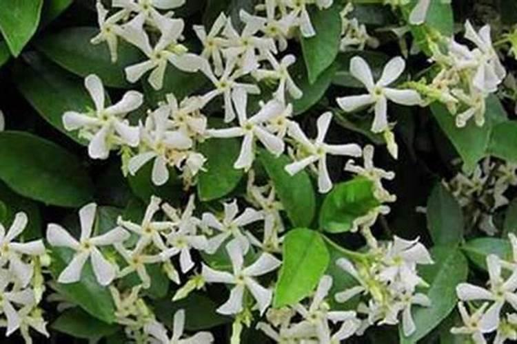 辣椒用什么肥料好