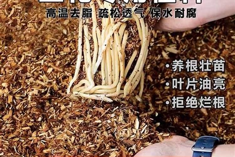 多肉植物用什么肥料最合适