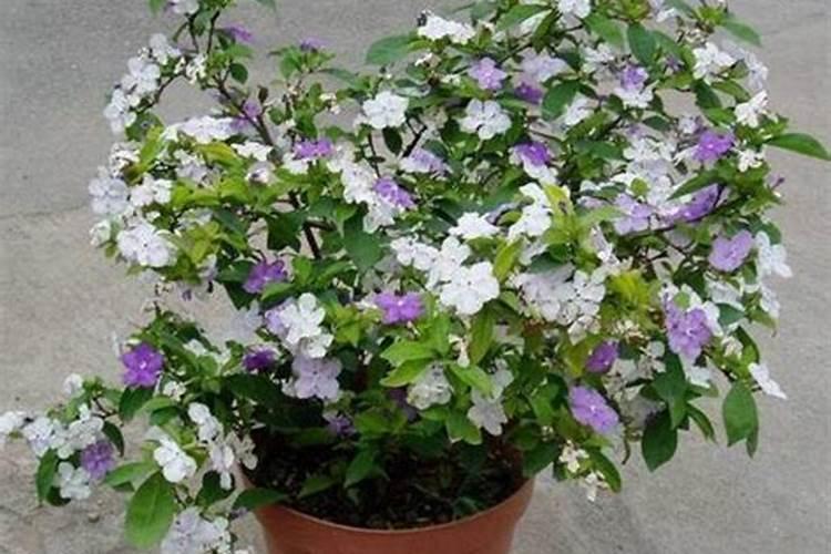 6月兰花要注意哪些养护要点