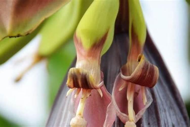 微量元素水溶肥多久用一次 微量元素水溶肥料的适用作物和使用方法百 ...