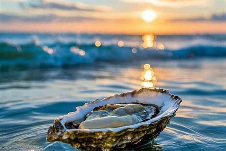 生蚝怎么也不会想到,它原本用来保护自己的壳,最后却成了装自己的碗...