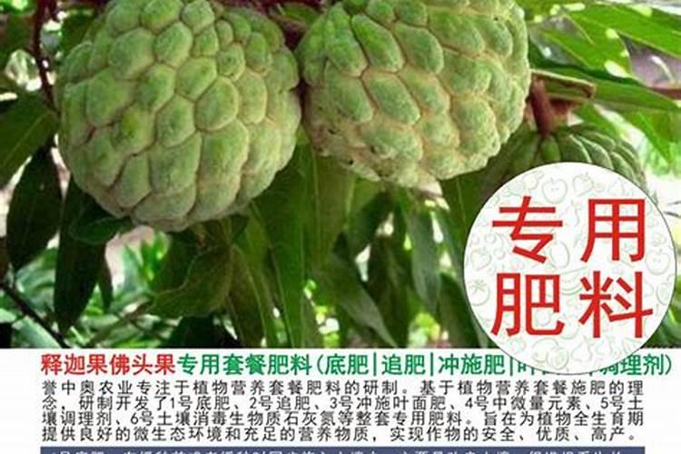 如何让释迦果不爆裂