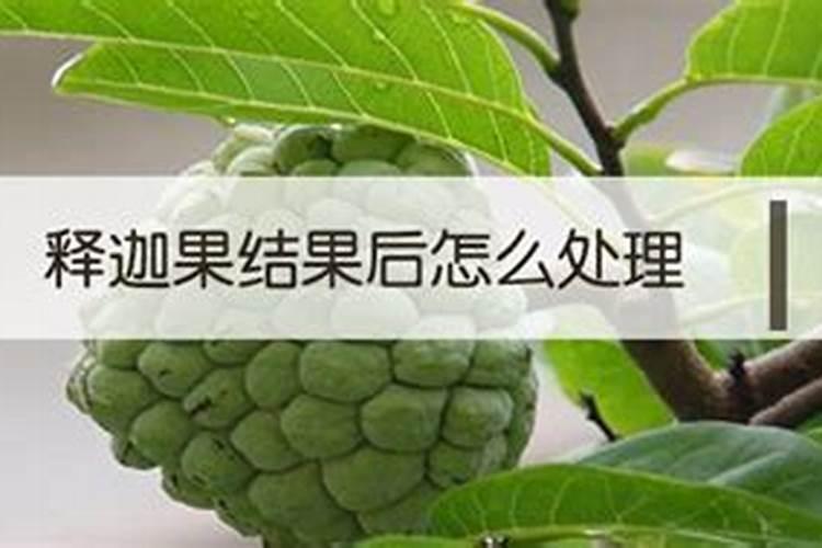 释迦保果配方