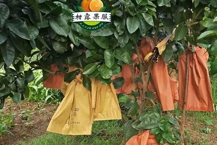 柚树少花是何因？