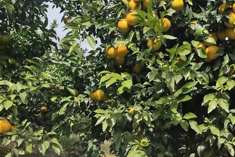 橘子树用什么肥料最好？橘子树施肥方法和注意事项