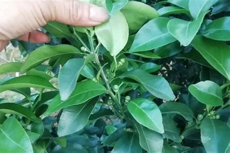 1一2年柑橘树用什么肥料？
