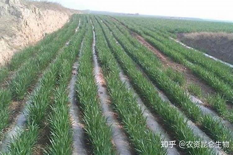 亩产1500斤的小麦底肥施多少,底肥如何配比合理