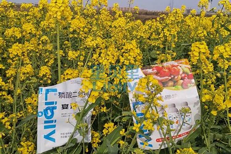 棉花缺硼症状怎么及时施肥？