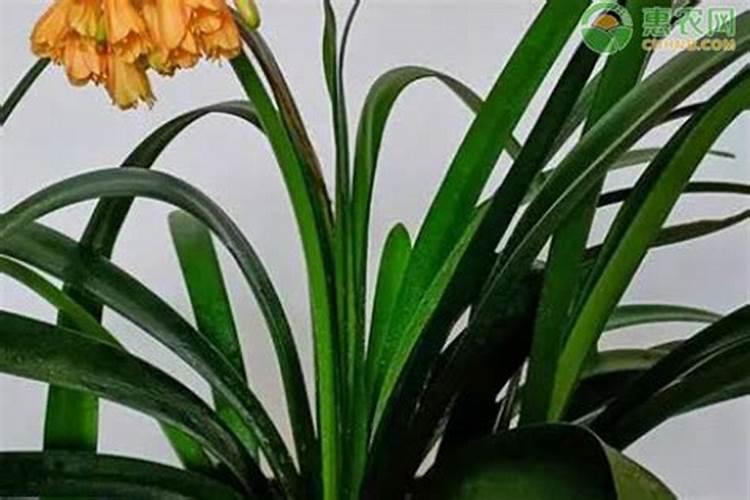 君子兰用什么肥料才能开花