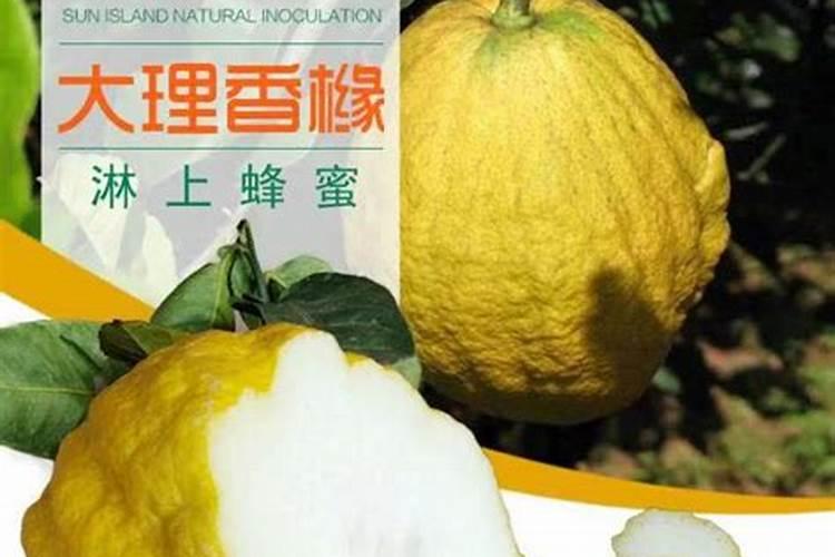 香橼怎么养 盆栽香橼的养殖方法和注意事项