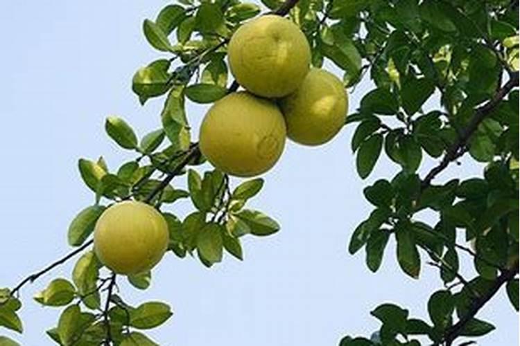 香橼的养殖方法和注意事项