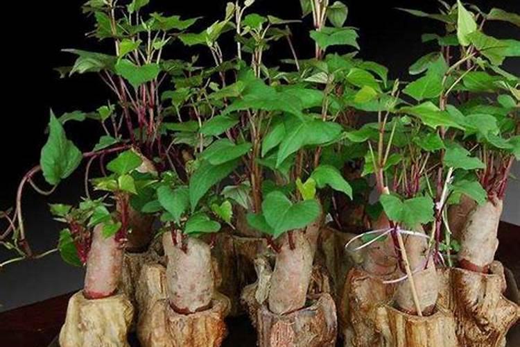 红薯苗施什么肥长得快