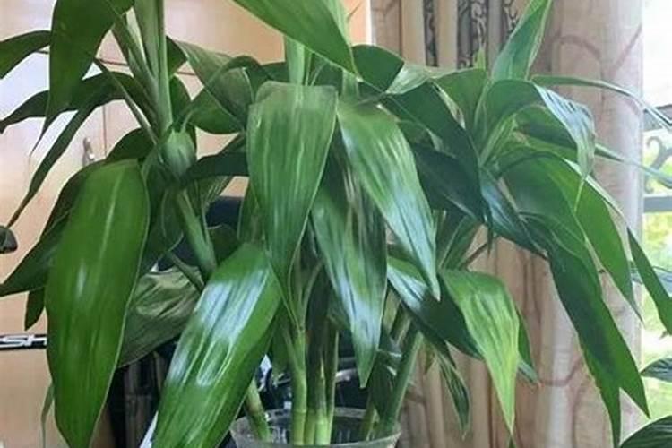 大棚西红柿开始转色了一亩地用多少硫酸钾合适。还用其他的肥料搭配吗...