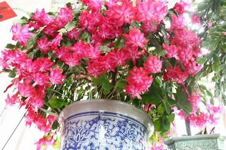 怎样制作草木灰肥料