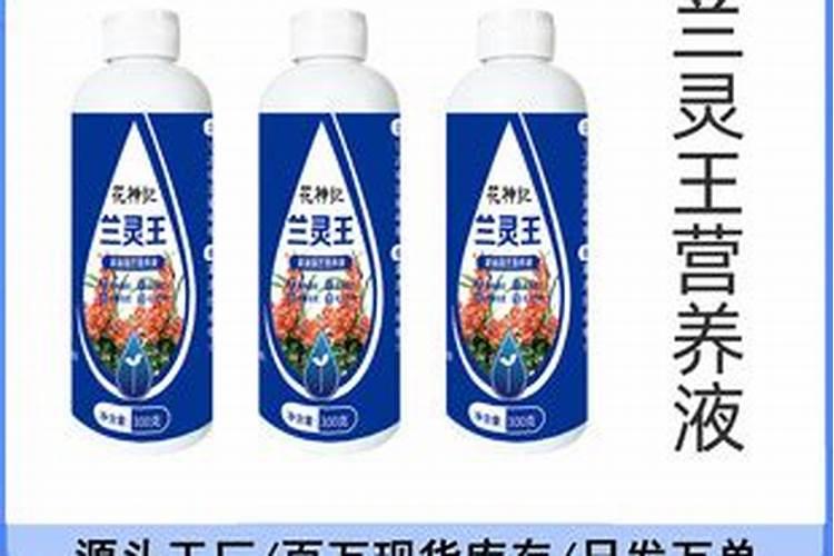 君子怎么养才长得好 君子兰如何养才长得好