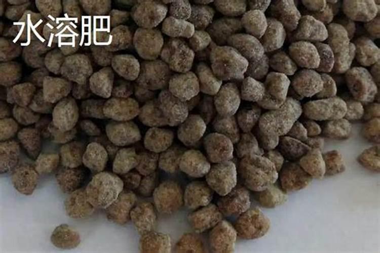 袁隆平团队在柴达木盐碱地试种海水稻是真的吗？