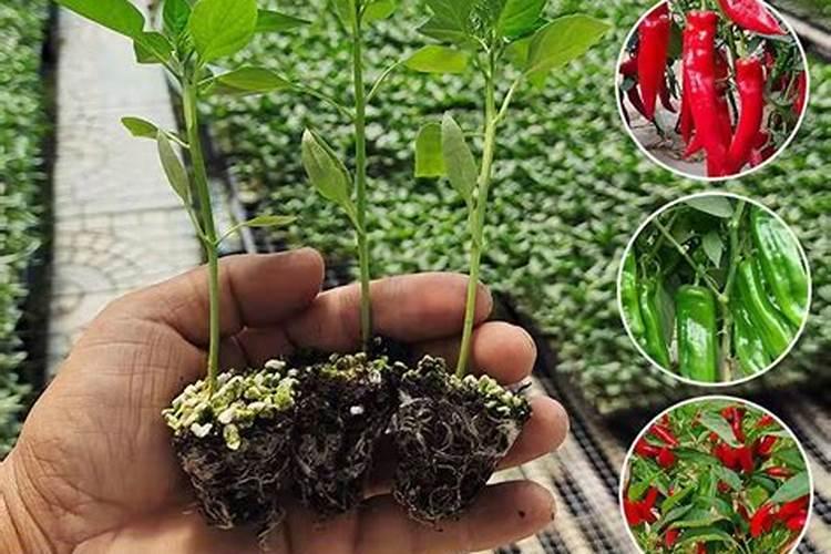 葡萄开花期施什么肥