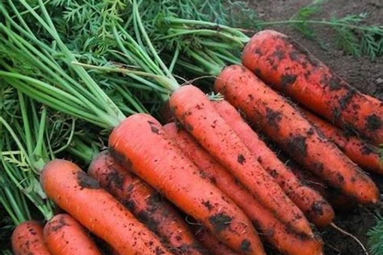 黄瓜开花结果期怎么施肥和管理