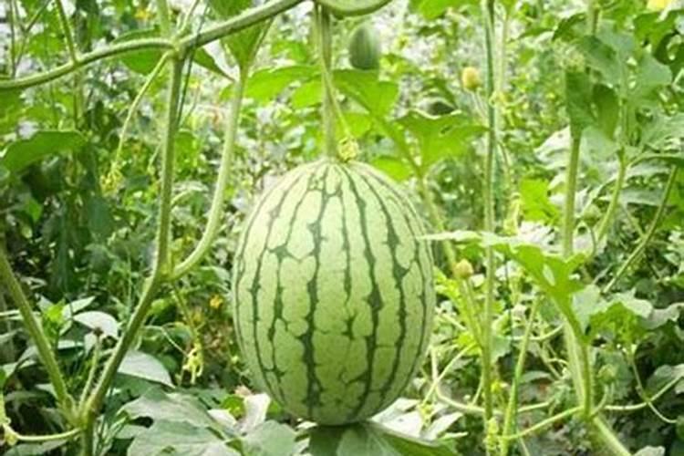 苦瓜追肥用什么肥料好