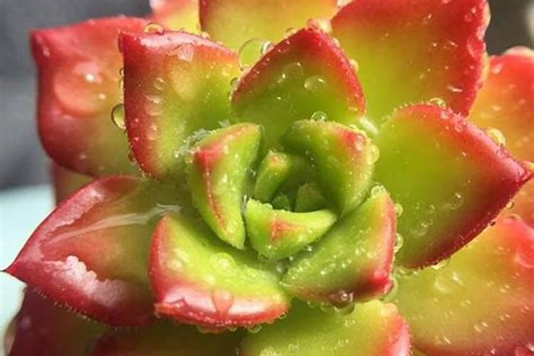 花多多和奥绿肥的使用及注意事项