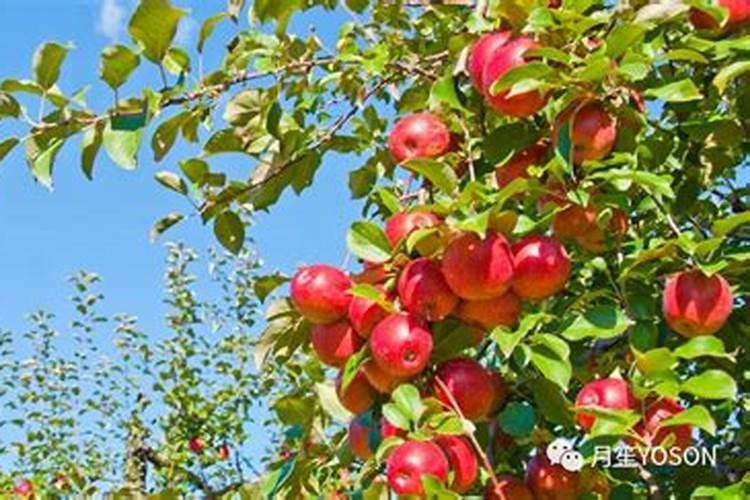 花生生长后期如何管理 花生产量提高需要怎么做