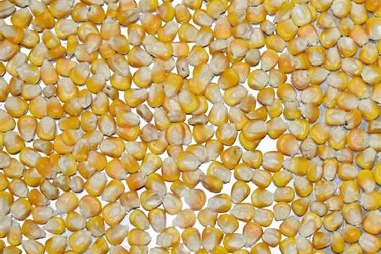 葡萄藻的饲养条件