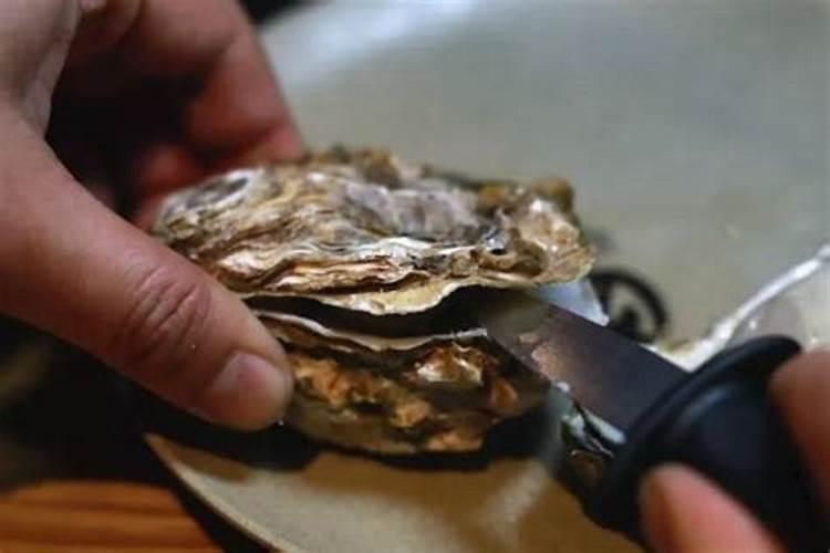 生蚝壳能不能放入月季花？