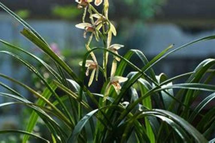 葡萄树缺氮的症状是什么？