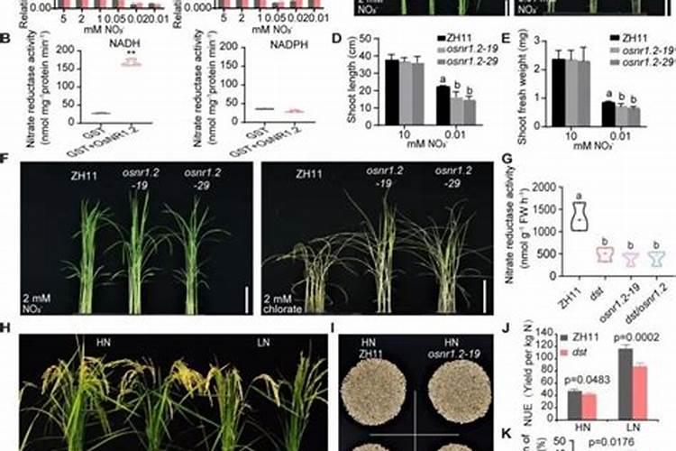 大姜分化二芽慢怎么办