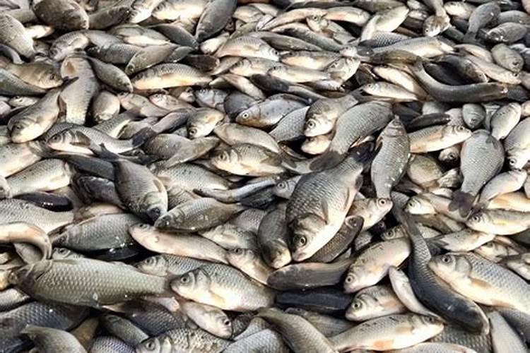 100斤鱼能发酵成几斤鱼蛋白