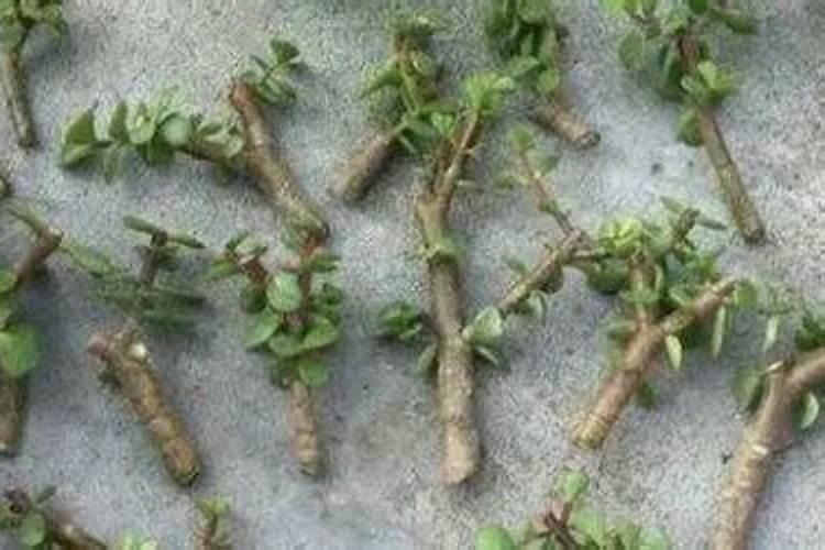 草莓要施什么肥料 硫酸钾46公斤