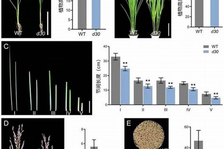 辽北地区玉米生长的每个阶段需肥怎样的