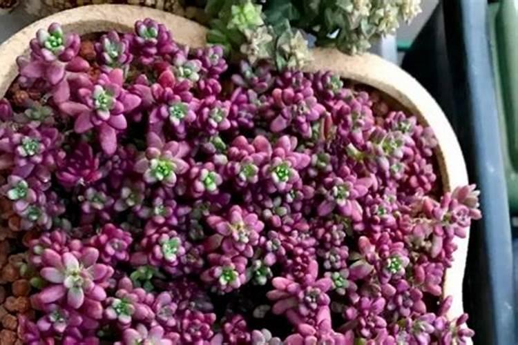 多肉植物紫米粒开花吗