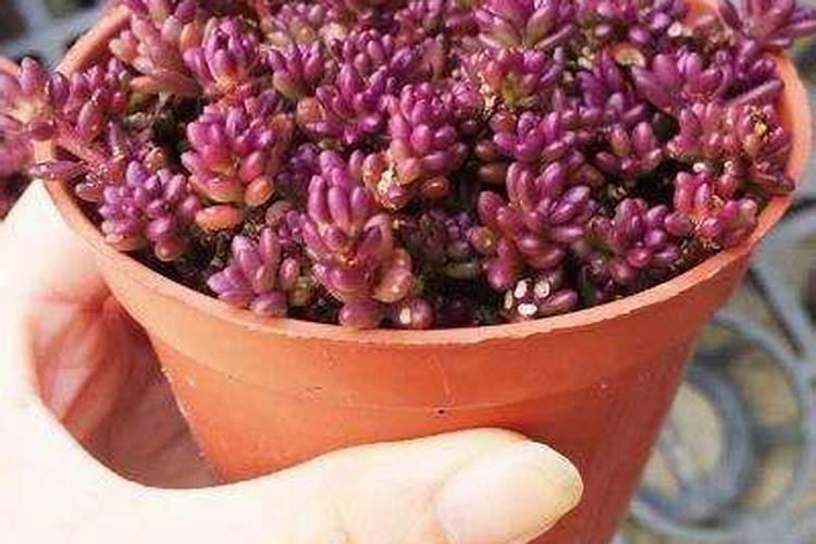 冬天适合养的多肉植物有哪些？