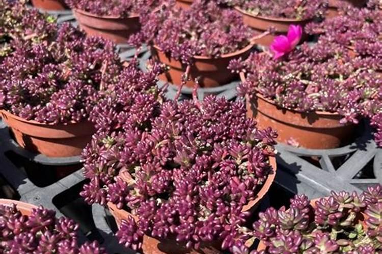 多肉花卉小米粒什么季节开花啊？