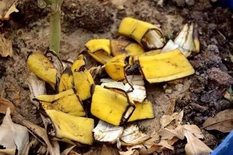 发财树和金钱树可以用一样👓肥料吗？