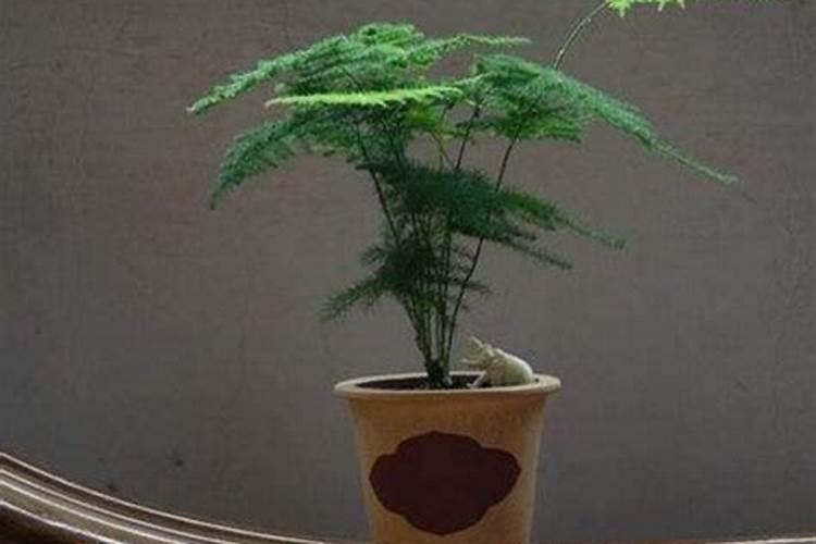 糖化硼肥片对人体有害吗