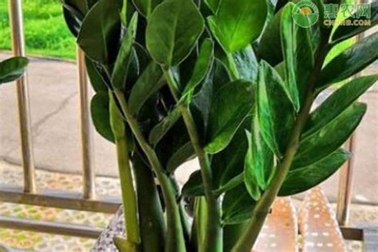 金钱树的叶子发黄怎么办？金钱树的叶子为什么会发黄？