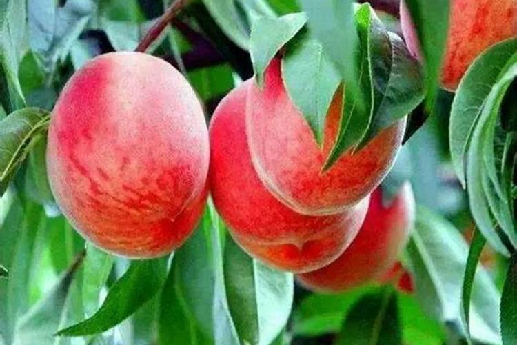 油桃表面凹凸不平的原因