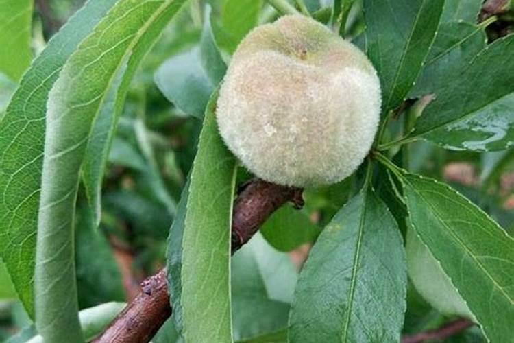 桃子生长后期裂果的原因？桃树追肥用什么肥料？