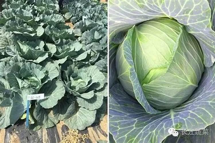 有机肥料和化学肥料的区别是什么