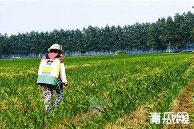 硅肥的施用跟普通肥料有不同吗？