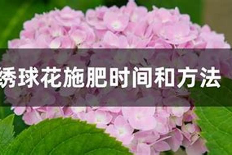 绣球开花后怎么施肥