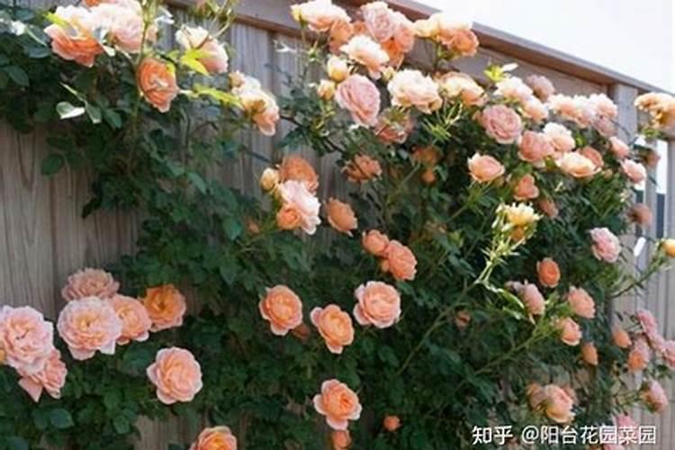 月季花怎么施肥？