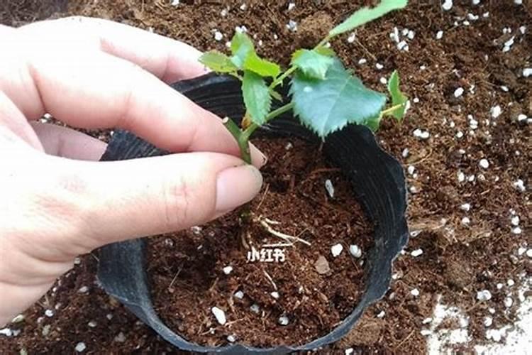 月季花施什么肥料好