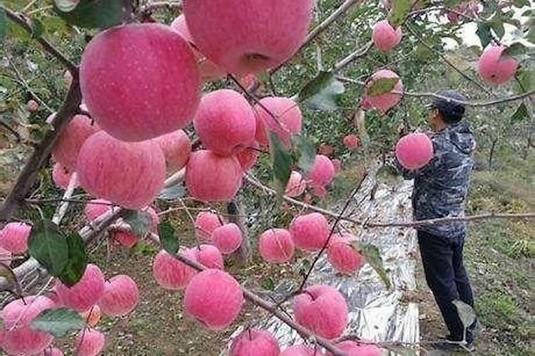 钾肥是什么肥料 钾肥对植物的作用
