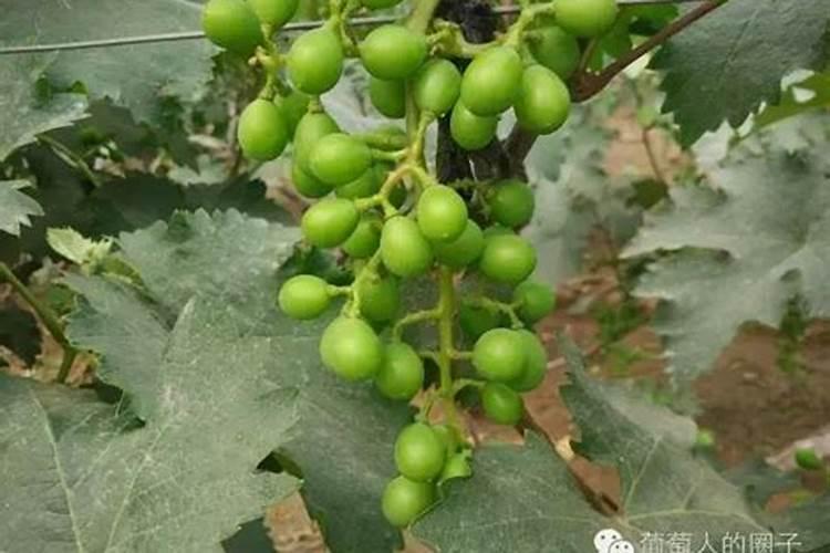 葡萄施肥时间和方法