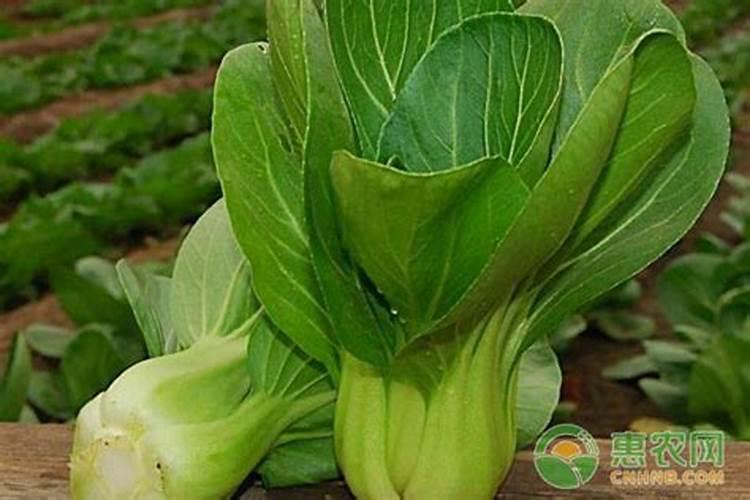 油菜缺磷症状及补救措施如何？