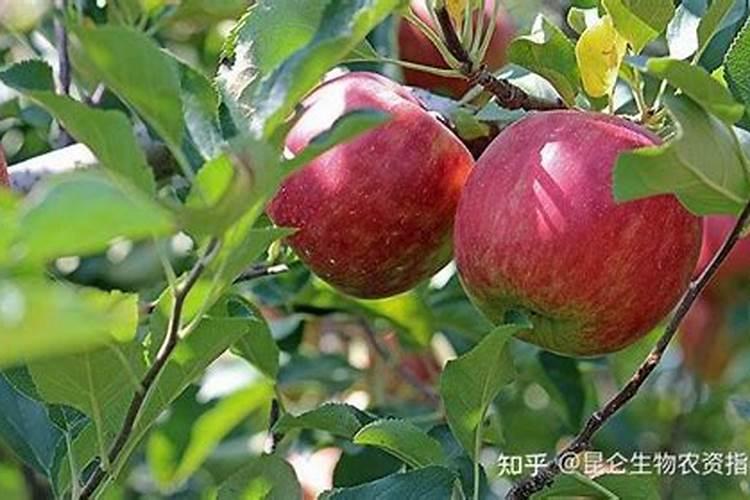 苹果套袋以后应该施什么肥料才能让苹果生长得更大？